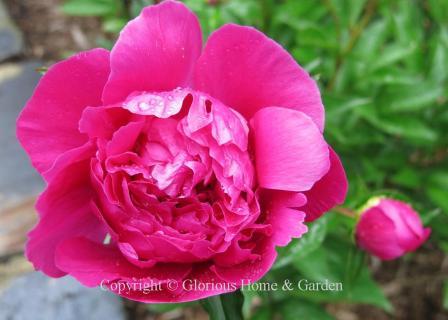 Paeonia lactiflora 'Big Ben'