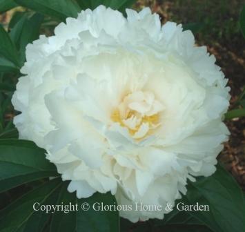 Paeonia lactiflora 'Bowl of Cream'