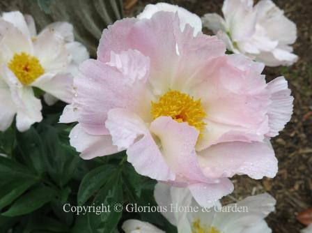 Paeonia lactiflora 'Dawn Pink'