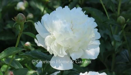 Paeonia lactiflora 'Duchesse de Nemours'