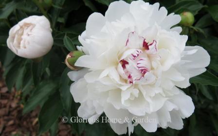 Paeonia lactiflora 'Festiva Maxima'