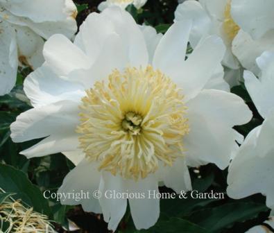 Paeonia lactiflora 'Isani Gidui'