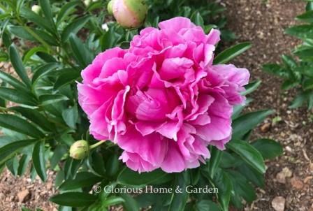 Paeonia lactiflora 'Jacorma'