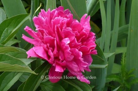 Paeonia lactiflora 'Karl Rosenfield'