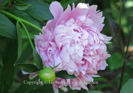 Paeonia lactiflora 'Mons. Jules Elie'