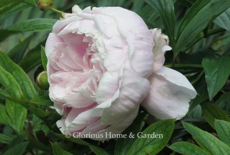 Paeonia lactiflora 'Mrs. Franklin D. Roosevelt'