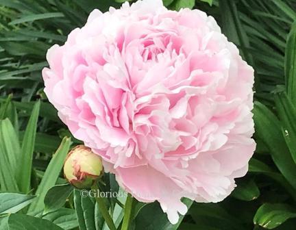 Paeonia lactiflora 'Sarah Bernhardt'