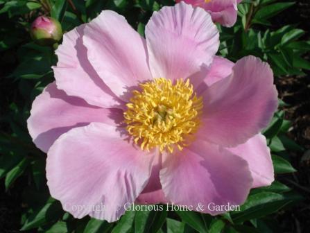 Paeonia lactiflora 'Soft Salmon Joy'