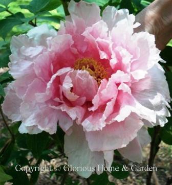 Paeonia suffruticosa 'Hanakisoi'