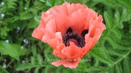 Papaver orientale 'Prinzessin Victoria Louise'