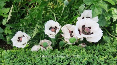 Papaver orientale 'Royal Wedding'