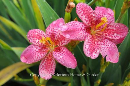 X Pardancanda norrisii