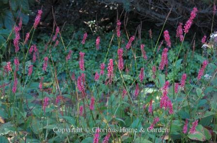 Persicaria amplexicaulis 'Firetail'