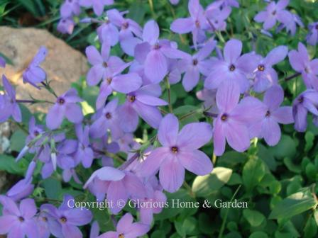 Phlox stolonifera 'Sherwood Purple'     is a beautiful creeping woodland perennial with violet-blue flowers, that spreads by rhizomes.