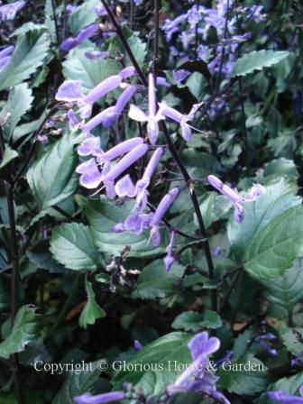 Plectranthus 'Mona Lavender'