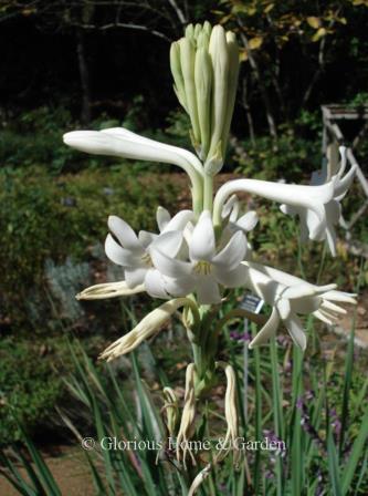 Polianthes tuberosa has beautiful waxy-like white, very fragrant blossoms