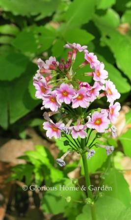 Primula japonica 'Rosea'