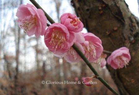Prunus mume 'Peggy Clarke' has double cup-shaped, rose-pink fragrant flowers.