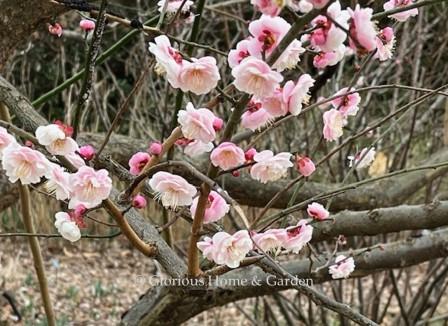 Prunus mume 'Rosebud' has pale pink double flowers.