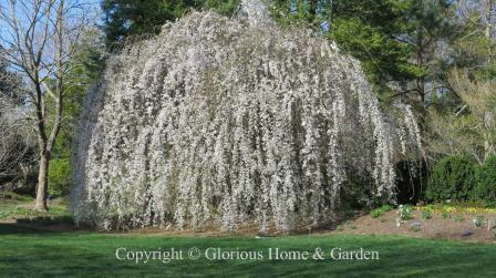 Prunus subhirtella 'Pendula'