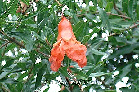Punica granatum 'State Fair' has crinkly orange flowers suspended from a lobed calyx in summer that develop into ripe pomegranates in October
