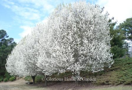 Pyrus calleryana 'Bradford'