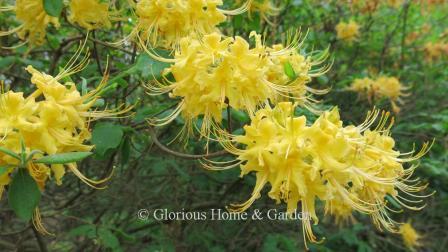 Rhododendron austrinum