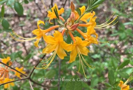 Rhododendron austrinum 'Escatawpa' is a beautiful variety of R. austrinum with deep yellow-orange fragrant blooms.