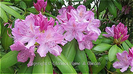 Rhododendron catawbiense, or Catawba rhododendron, is a species native to the eastern U.S. mountains.  It has large trusses of lilac-purple flowers.