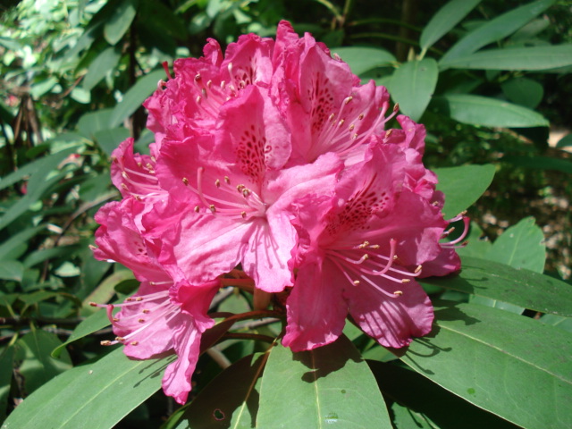 Rhododendron x 'Cynthia'