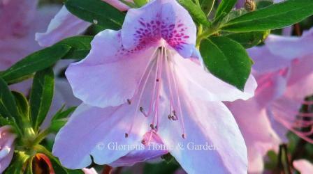 Rhododendron 'George L. Taber'