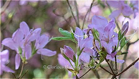 Rhododendron 'Gulf Pride'