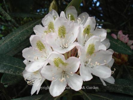 Rhododendron maximum