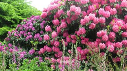 Rhododendrons2