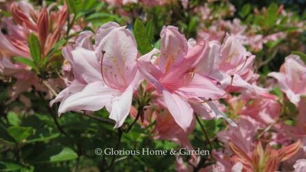 Rhododendron viscosum 'Soir de Paris' has fragrant pink flowers with an orange blotch.