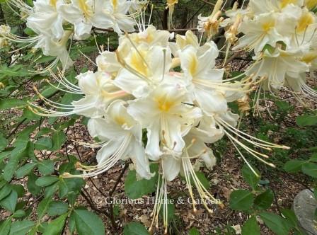 Rhododendron x 'Colleen-O' is a beautiful cultivar of R. austrinum with large trusses of creamy white flowers with a yellow blotch.