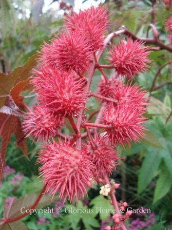 Ricinus communis