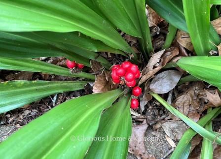 Rohdea japonica, Japanese sacred lily, is a tough, low-maintenance evergreen perennial with striking red berries in winter.  Great for the shade garden.