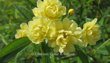 Rosa banksiae 'Lutea,' the yellow version of the Lady Banks rose.
