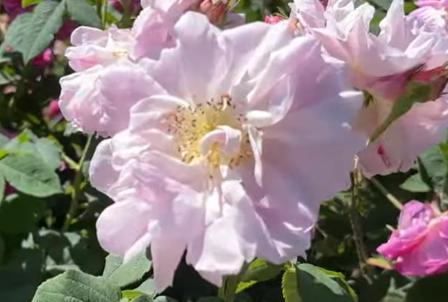 Rosa 'Blush Damask'