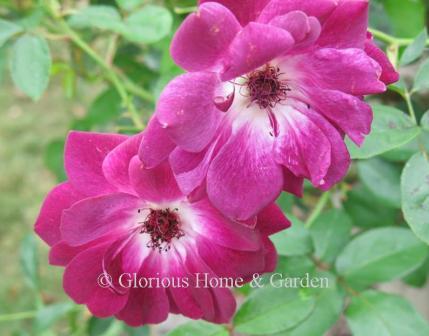 Floribunda rose 'Burgundy Iceberg' is deep purple, lighter near the center and reverse.