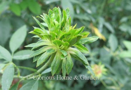 Rosa chinensis var. viridiflora, the "Green Rose of China."