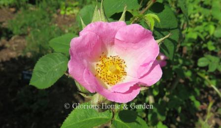 Rosa 'Complicata' is a hybrid gallica rose with single soft pink petals with white centers.