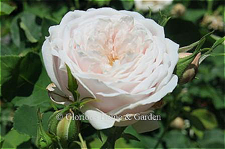 Rosa 'Coquette des Blanches'