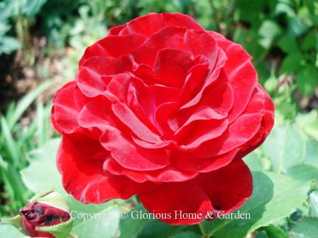 Rosa 'Dame de Coeur' is a large bright red Hybrid Tea.