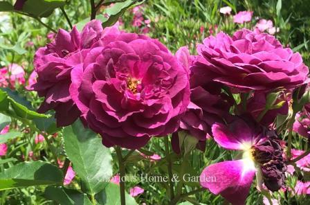Floribunda rose 'Ebb Tide' is a mauve/purple blend.