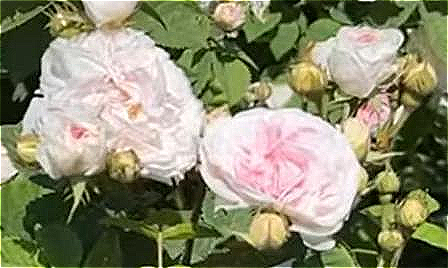 Rosa 'Félicité Parmentier' is an Alba rose with pale pink blooms.