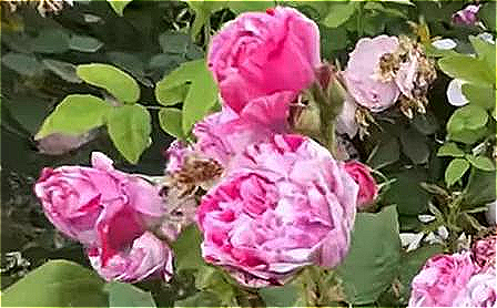 Rosa 'Ferdinand Pichard'