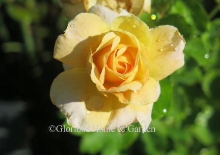 Rosa 'F. J. Lindheimer' is a lovely yellow to apricot shrub rose growing from late spring to fall to a height of about 4.'