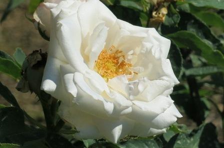 Rosa 'Frau Karl Druski'